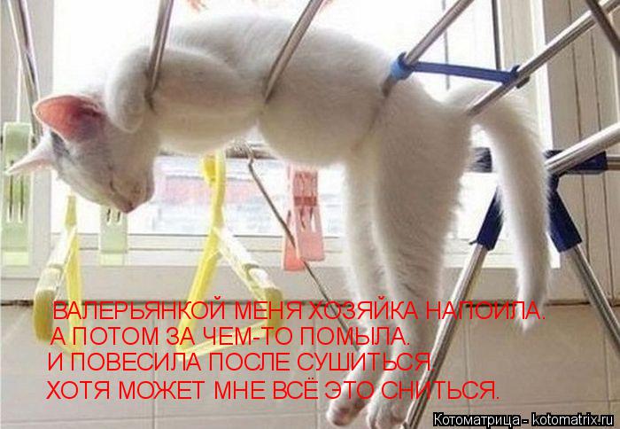 ВАЛЕРЬЯНКОЙ МЕНЯ ХОЗЯЙКА НАПОИЛА. А ПОТОМ ЗА ЧЕМ-ТО ПОМЫЛА. И ПОВЕСИЛА ПОСЛЕ СУШИТЬСЯ. ХОТЯ МОЖЕТ МНЕ... Котоматрица: ВАЛЕРЬЯНКОЙ МЕНЯ ХОЗЯЙКА НАПОИЛА. А ПОТОМ ЗА ЧЕМ-ТО ПОМЫЛА. И ПОВЕСИЛА ПОСЛЕ СУШИТЬСЯ. ХОТЯ МОЖЕТ МНЕ ВСЁ ЭТО СНИТЬСЯ.