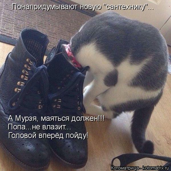 Котоматрица: Понапридумывают новую "сантехнику"... А Мурзя, маяться должен!!! Попа...не влазит... Головой вперёд пойду!