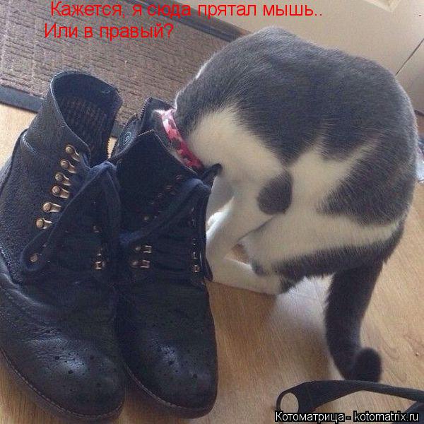 Кажется, я сюда прятал мышь.. Или в правый?... Котоматрица: Кажется, я сюда прятал мышь.. Или в правый?