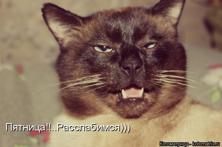 Котоматрица: Пятница!!..Расслабимся)))