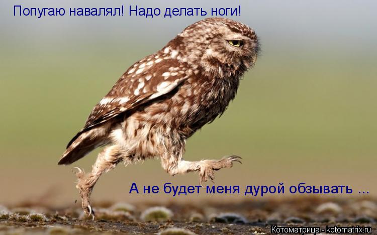 Попугаю навалял! Надо делать ноги! А не будет меня дурой обзывать ...... Котоматрица: Попугаю навалял! Надо делать ноги! А не будет меня дурой обзывать ...