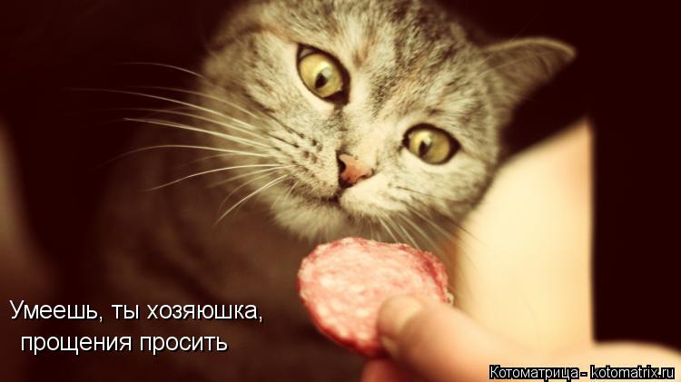 Умеешь, ты хозяюшка, прощения просить... Котоматрица: Умеешь, ты хозяюшка, прощения просить