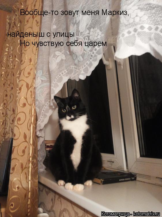 Котоматрица: Вообще-то зовут меня Маркиз, найденыш с улицы Но чувствую себя царем