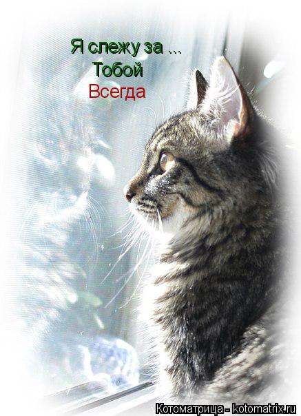 Котоматрица: Я слежу за ... Тобой Всегда