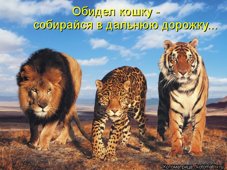 Обидел кошку - собирайся в дальнюю дорожку...... Котоматрица: Обидел кошку - собирайся в дальнюю дорожку...