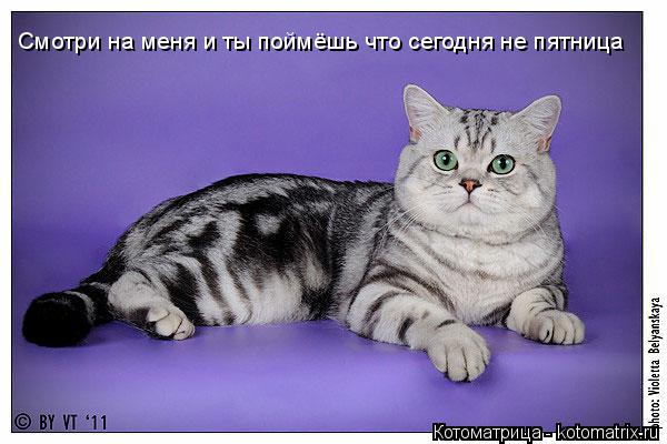 Смотри на меня и ты поймёшь что сегодня не пятница Смотри на меня и ты поймёшь что сегодня не пятница... Котоматрица: Смотри на меня и ты поймёшь что сегодня не пятница Смотри на меня и ты поймёшь что сегодня не пятница Смотри на меня и ты поймёшь что сегодня