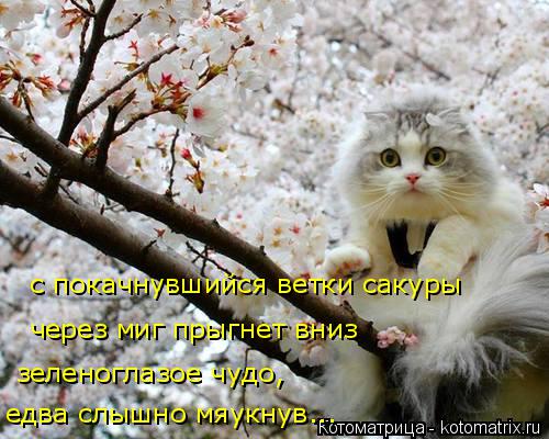 с покачнувшийся ветки сакуры через миг прыгнет вниз зеленоглазое чудо, едва слышно мяукнув...... Котоматрица: с покачнувшийся ветки сакуры через миг прыгнет вниз зеленоглазое чудо, едва слышно мяукнув...