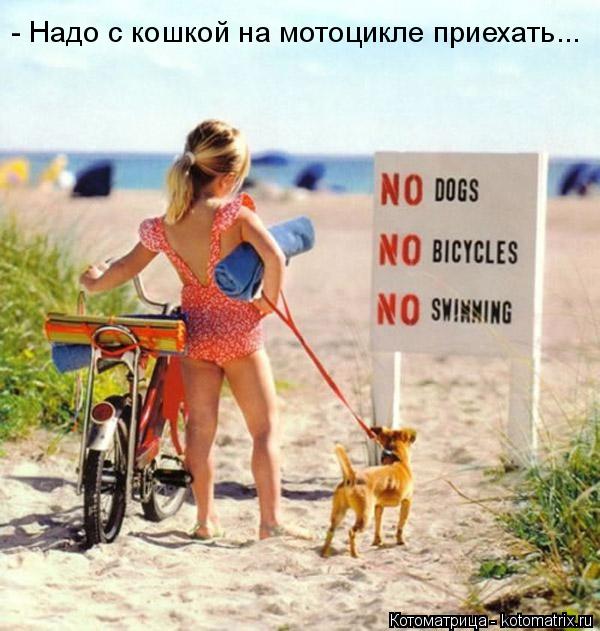 - Надо с кошкой на мотоцикле приехать...... Котоматрица: - Надо с кошкой на мотоцикле приехать...
