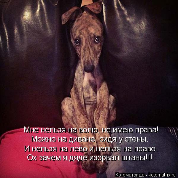 Котоматрица: Мне нельзя на волю, не имею права! Можно на диване, сидя у стены. И нельзя на лево и нельзя на право. Ох зачем я дяде изорвал штаны!!!