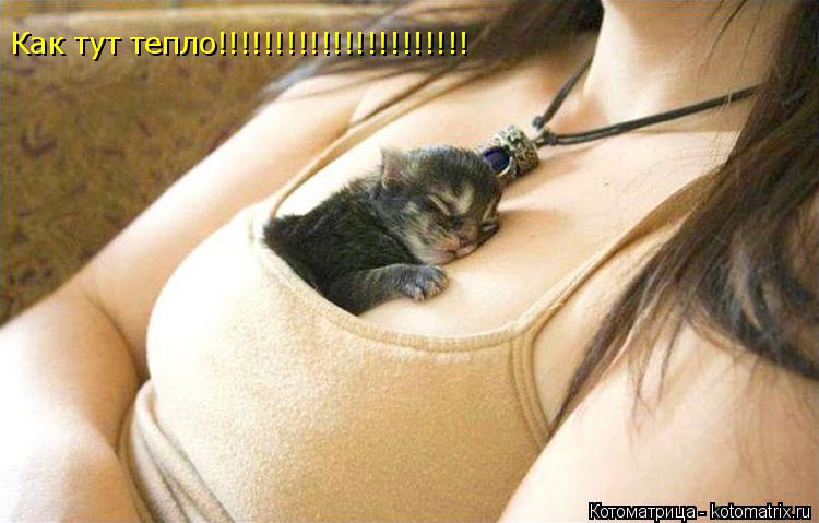 Как тут тепло!!!!!!!!!!!!!!!!!!!!!!... Котоматрица: Как тут тепло!!!!!!!!!!!!!!!!!!!!!!