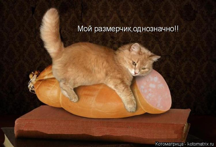 Мой размерчик,однозначно!!... Котоматрица: Мой размерчик,однозначно!!