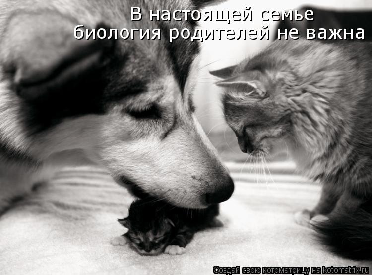 В настоящей семье биология родителей не важна... Котоматрица: В настоящей семье биология родителей не важна