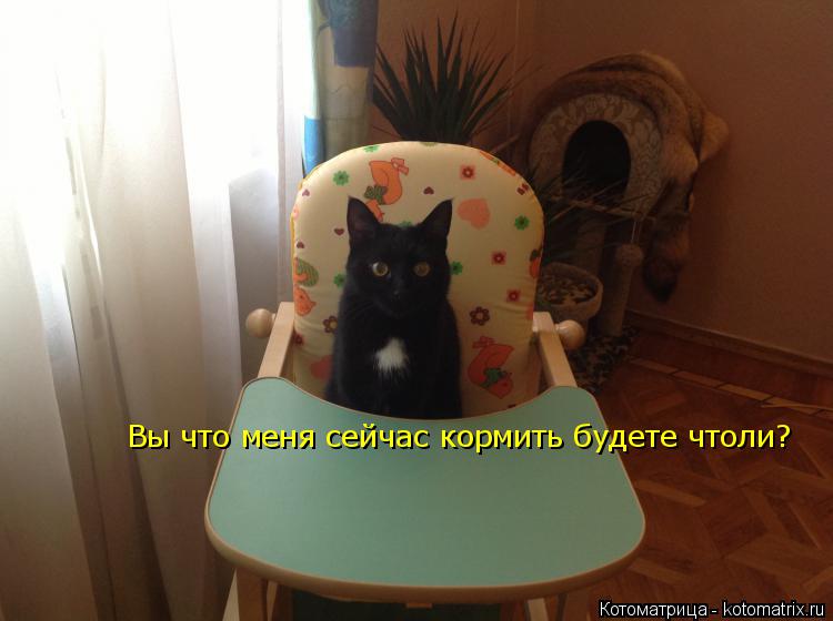 Вы что меня сейчас кормить будете чтоли?... Котоматрица: Вы что меня сейчас кормить будете чтоли?