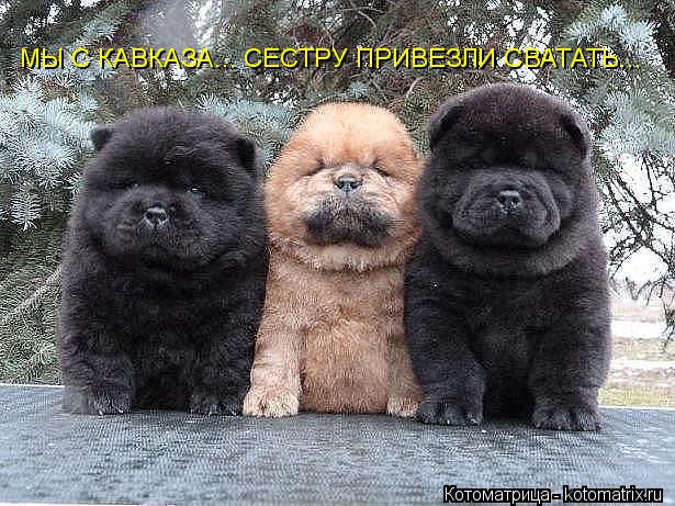 МЫ С КАВКАЗА... СЕСТРУ ПРИВЕЗЛИ СВАТАТЬ...... Котоматрица: МЫ С КАВКАЗА... СЕСТРУ ПРИВЕЗЛИ СВАТАТЬ...