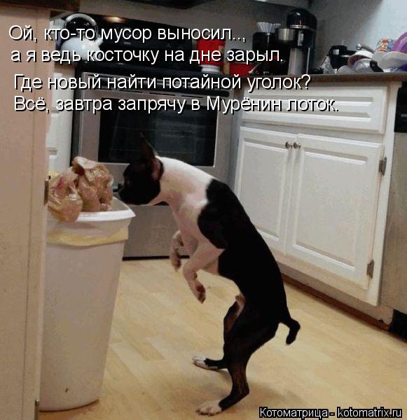Ой, кто-то мусор выносил.., а я ведь косточку на дне зарыл. Где новый найти потайной уголок? Всё, зав... Котоматрица: Ой, кто-то мусор выносил.., а я ведь косточку на дне зарыл. Где новый найти потайной уголок? Всё, завтра запрячу в Мурёнин лоток.