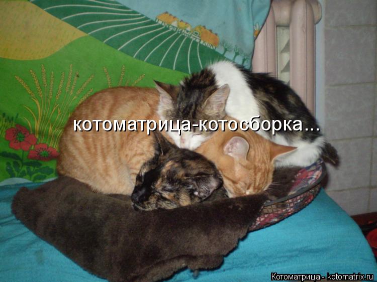 Котоматрица: котоматрица-котосборка...