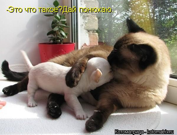 Котоматрица: -Это что такое?Дай понюхаю..