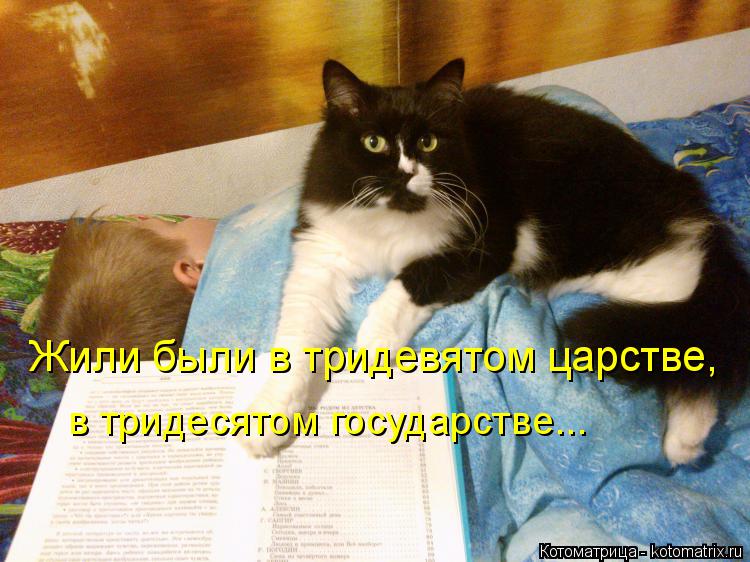 Котоматрица: в тридесятом государстве... Жили были в тридевятом царстве,