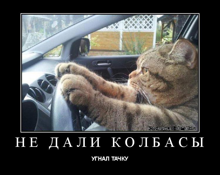НЕ ДАЛИ КОЛБАСЫ УГНАЛ ТАЧКУ... Котоматрица: НЕ ДАЛИ КОЛБАСЫ УГНАЛ ТАЧКУ