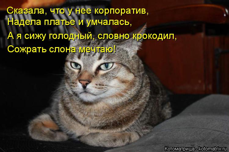 Котоматрица: Сказала, что у нее корпоратив, Надела платье и умчалась, А я сижу голодный, словно крокодил, Сожрать слона мечтаю!