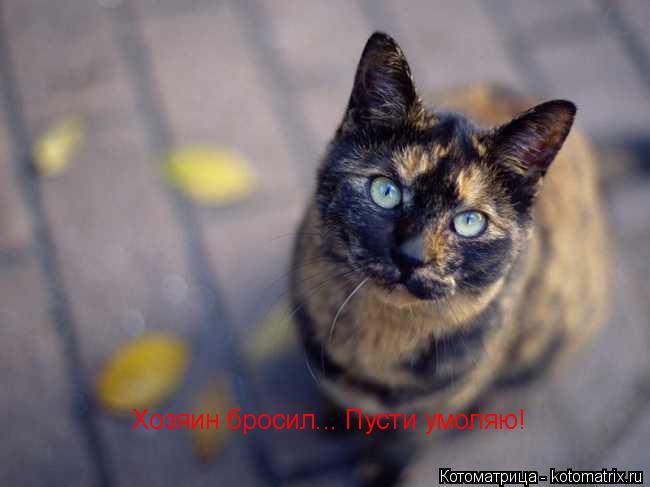 Котоматрица: Хозяин бросил... Пусти умоляю!