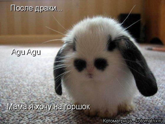 После драки... Agu Agu Мама я хочу на горшок... Котоматрица: После драки... Agu Agu Мама я хочу на горшок