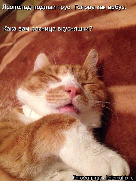 Леопольд-подлый трус. Голова как арбуз. Кака вам разница вкусняшки?... Котоматрица: Леопольд-подлый трус. Голова как арбуз. Кака вам разница вкусняшки?