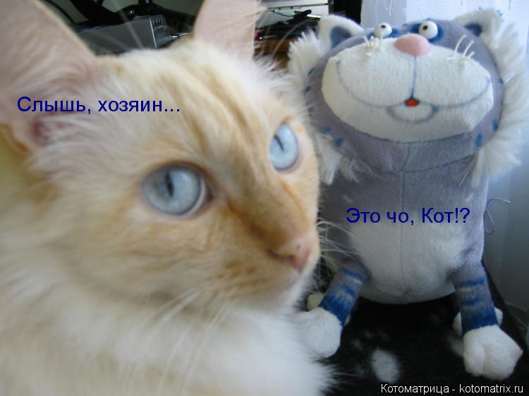 Котоматрица: Это чо, Кот!? Слышь, хозяин...