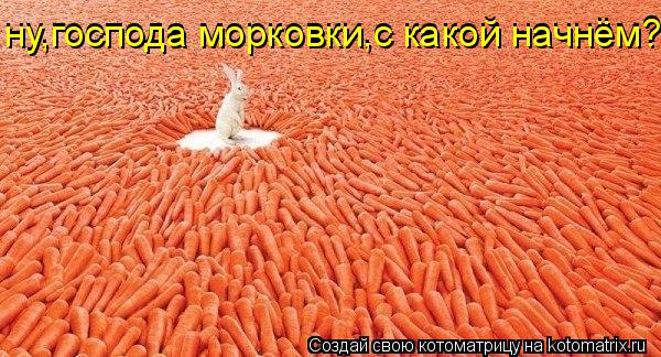 ну,господа морковки,с какой начнём? ну,господа морковки,с какой начнём?... Котоматрица: ну,господа морковки,с какой начнём? ну,господа морковки,с какой начнём?