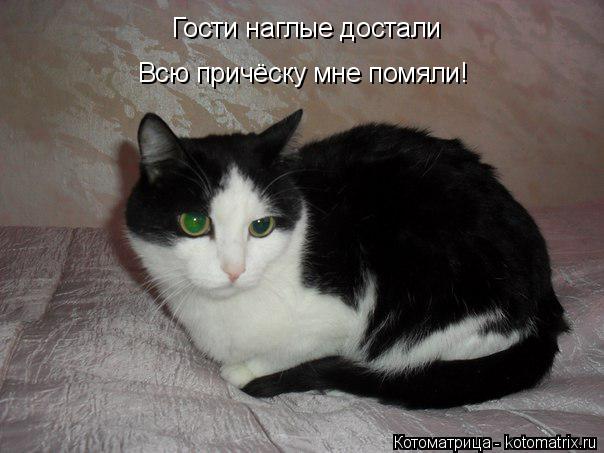 Гости наглые достали Всю причёску мне помяли!... Котоматрица: Гости наглые достали Всю причёску мне помяли!