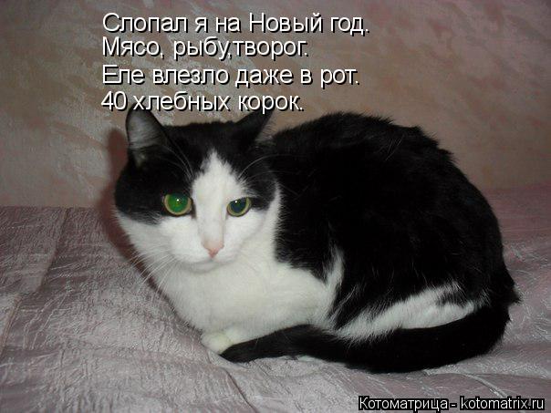 Слопал я на Новый год. Мясо, рыбу,творог. Еле влезло даже в рот. 40 хлебных корок.... Котоматрица: Слопал я на Новый год. Мясо, рыбу,творог. Еле влезло даже в рот. 40 хлебных корок.