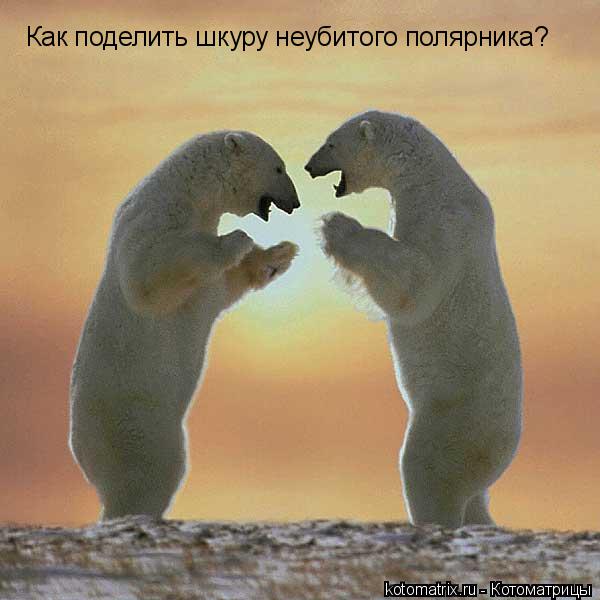 Как поделить шкуру неубитого полярника?... Котоматрица: Как поделить шкуру неубитого полярника?