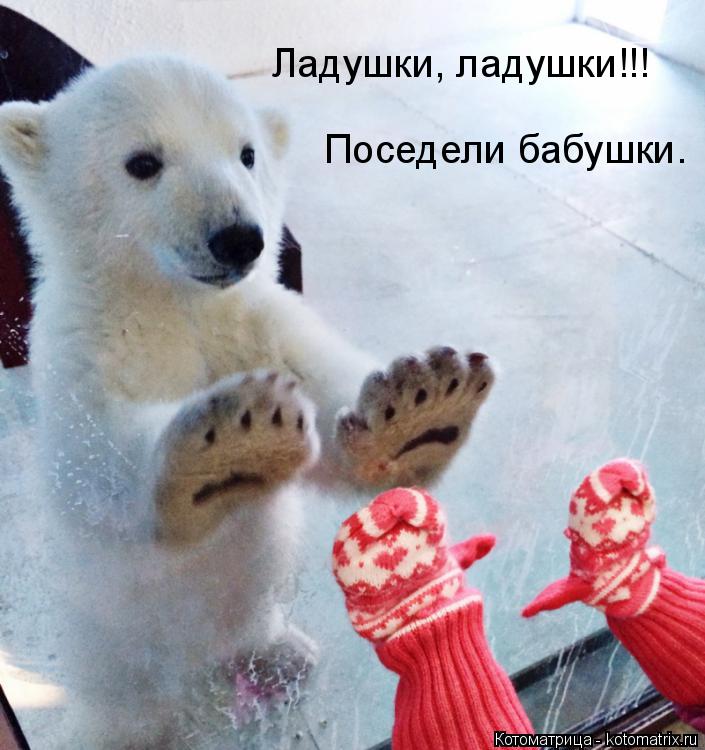 Ладушки, ладушки!!! Поседели бабушки.... Котоматрица: Ладушки, ладушки!!! Поседели бабушки.