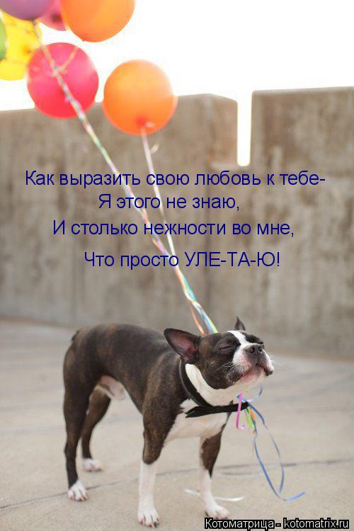 Котоматрица: Как выразить свою любовь к тебе-  Я этого не знаю, И столько нежности во мне, Что просто УЛЕ-ТА-Ю!