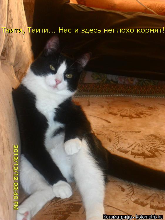 Таити, Таити... Нас и здесь неплохо кормят!... Котоматрица: Таити, Таити... Нас и здесь неплохо кормят!
