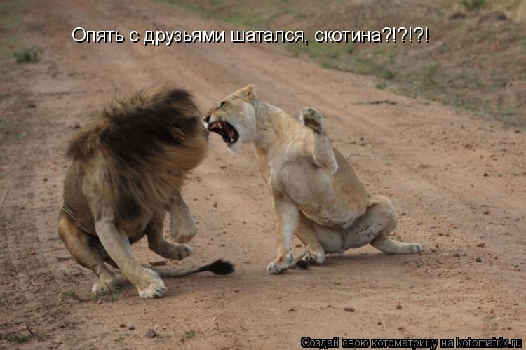 Опять с друзьями шатался, скотина?!?!?!... Котоматрица: Опять с друзьями шатался, скотина?!?!?!