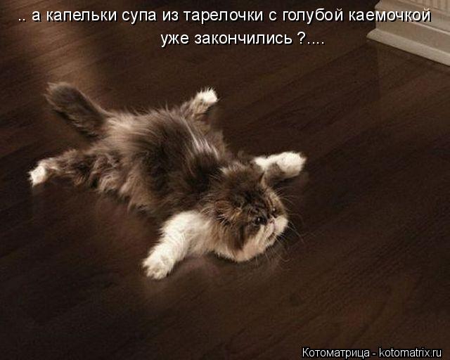 .. а капельки супа из тарелочки с голубой каемочкой уже закончились ?....... Котоматрица: .. а капельки супа из тарелочки с голубой каемочкой уже закончились ?....