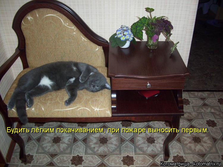 Будить лёгким покачиванием, при пожаре выносить первым. Будить лёгким покачиванием, при пожаре выноси... Котоматрица: Будить лёгким покачиванием, при пожаре выносить первым. Будить лёгким покачиванием, при пожаре выносить первым.