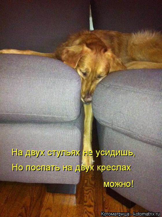 Котоматрица: На двух стульях не усидишь, Но поспать на двух креслах можно!