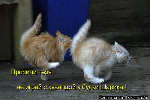 Просили тебя: не играй с кувалдой у будки Шарика ! Просили тебя: не играй с кувалдой у будки Шарика ... Котоматрица: Просили тебя: не играй с кувалдой у будки Шарика ! Просили тебя: не играй с кувалдой у будки Шарика !