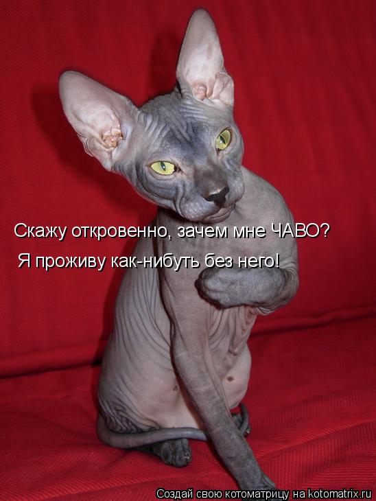 Котоматрица: Скажу откровенно, зачем мне ЧАВО? Я проживу как-нибуть без него!
