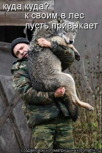 куда,куда? к своим,в лес пусть привыкает... Котоматрица: куда,куда? к своим,в лес пусть привыкает