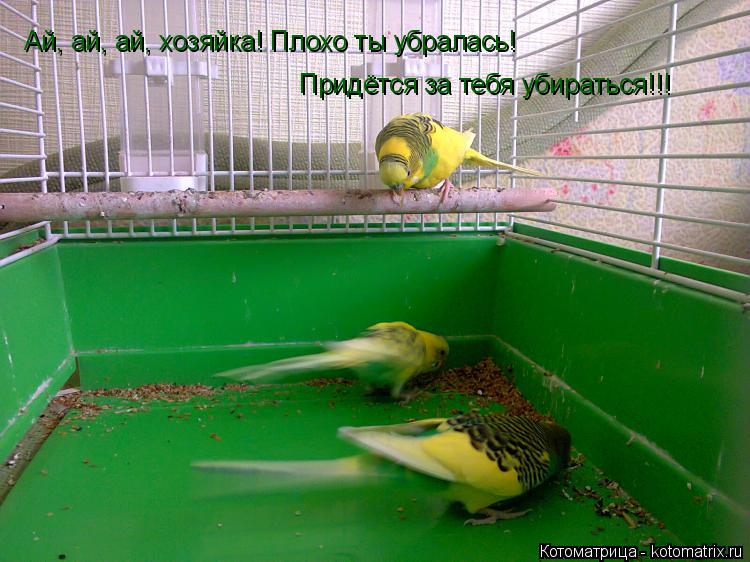 Ай, ай, ай, хозяйка! Плохо ты убралась! Придётся за тебя убираться!!!... Котоматрица: Ай, ай, ай, хозяйка! Плохо ты убралась! Придётся за тебя убираться!!!