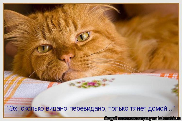 "Эх, сколько видано-перевидано, только тянет домой..."... Котоматрица: "Эх, сколько видано-перевидано, только тянет домой..."