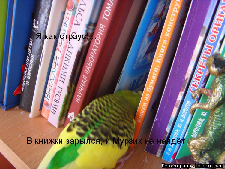 Котоматрица: Я как страус!... В книжки зарылся, и Мурзик не найдёт