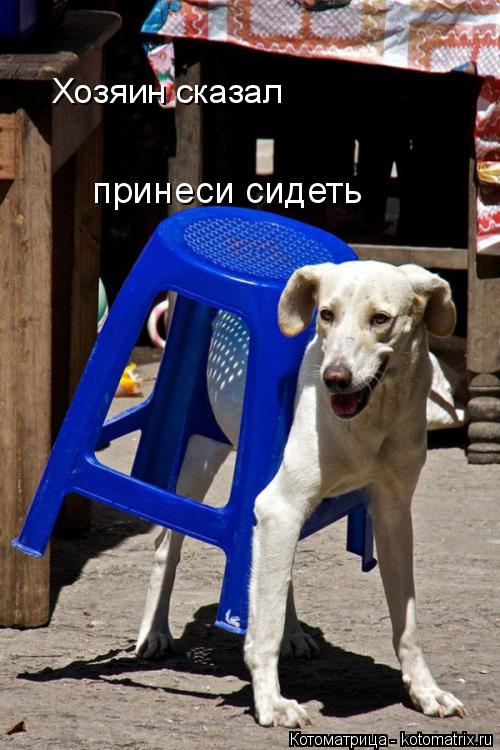 Хозяин сказал принеси сидеть... Котоматрица: Хозяин сказал принеси сидеть