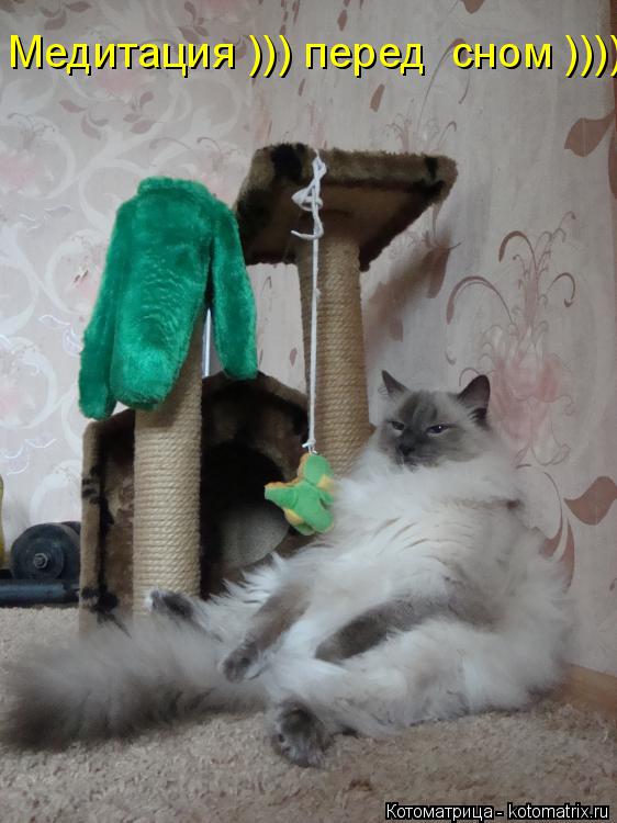 Котоматрица: Медитация ))) перед  сном )))))