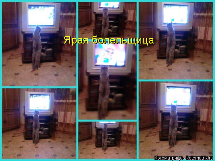 Ярая болельщица... Котоматрица: Ярая болельщица