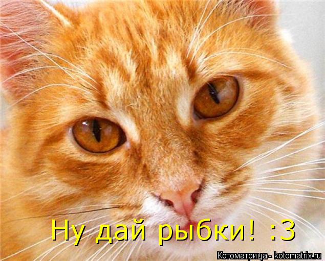 Котоматрица: Ну дай рыбки! :3