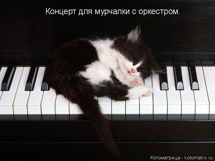 Концерт для мурчалки с оркестром.... Котоматрица: Концерт для мурчалки с оркестром.